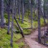 Heading back toward Sylvan Lake, enjoy gorgeous, quiet, moss-covered woodlands.