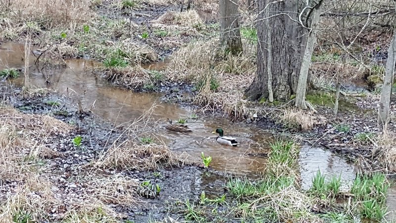 Many ducks can often be found along the Paint Branch Trail.