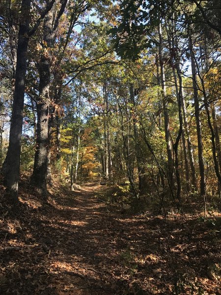 Fall colors descend on the Sinking Creek Trail.