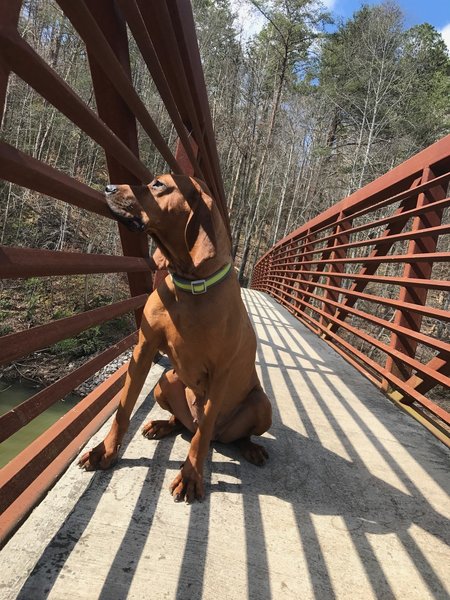 A hound dog enjoys the view from a bridge at the Coytee Trailhead.