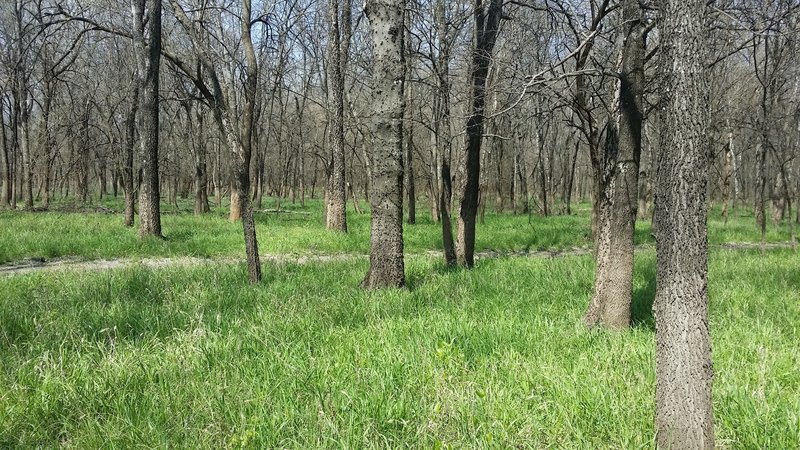 A sea of green grass blankets the forest floor.