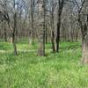 A sea of green grass blankets the forest floor.