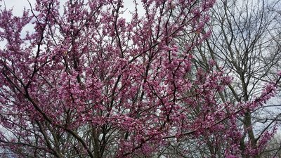 Lovely spring blooms flourish along the High Trail.