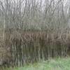 The dark line on the adjacent trees illustrates the fluctuating seasonal water height along the trail.