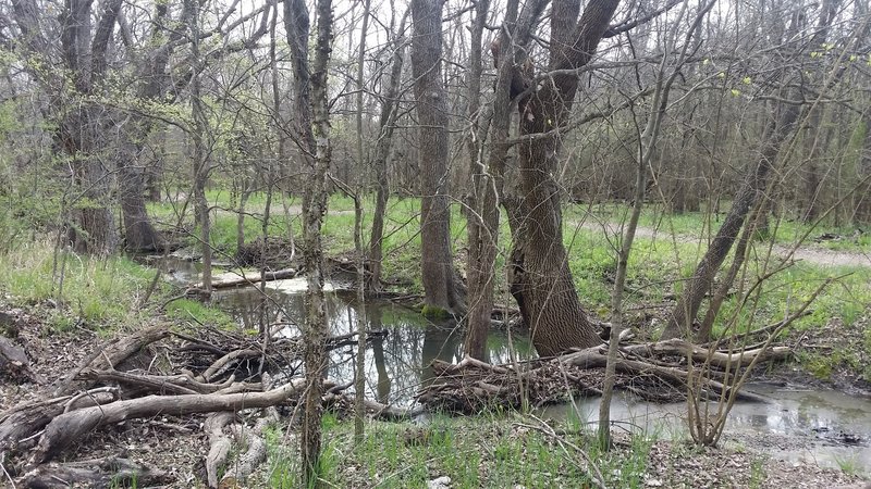 The Wetlands Trail travels over many seasonal creeks and low-lying areas.