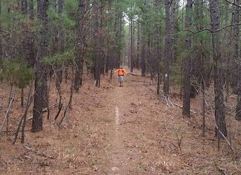 This is a long straight section of the Boardstand Trail with new-growth pines on either side.