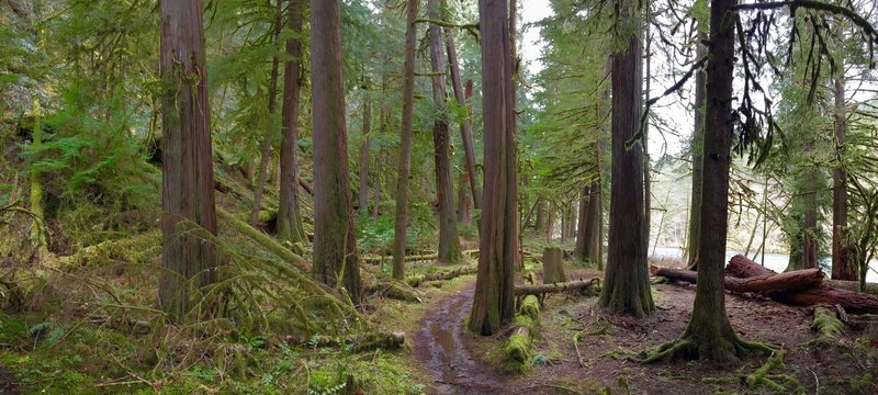 Huge western red cedars grow along the Clackamas.