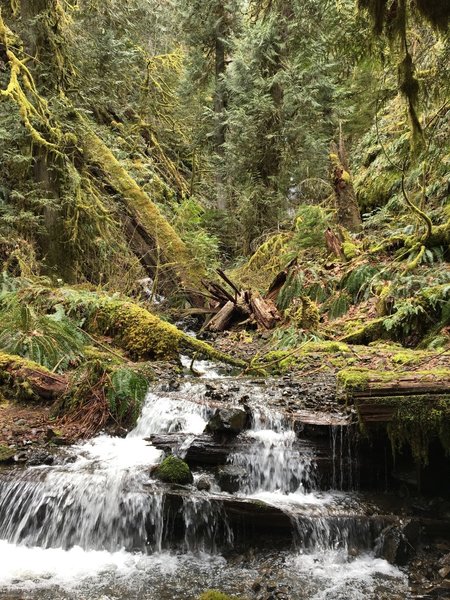 You'll have to navigate a few creek crossings along the Clackamas River Trail.