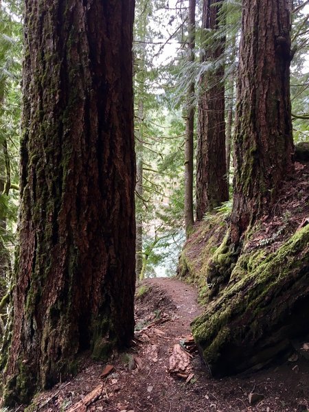 As they continue to grow, these Douglas firs will narrow this passage along the Clackamas River Trail.
