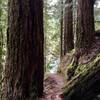 As they continue to grow, these Douglas firs will narrow this passage along the Clackamas River Trail.