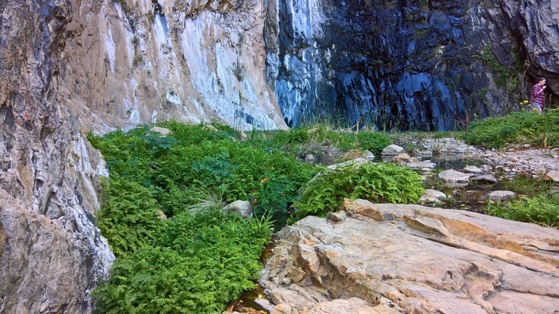 The base of the falls houses columbines and orchids.