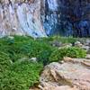 The base of the falls houses columbines and orchids.