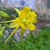 Golden columbine grace the trail.