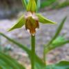 An orchid grows at the falls.