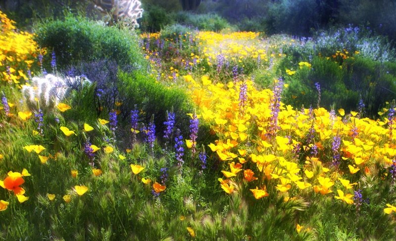 Lupines and poppies bloom along the Granite Mountain Loop.