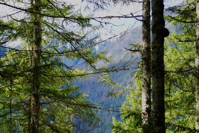 You can just make out the snow-capped peaks through windows in the trees.