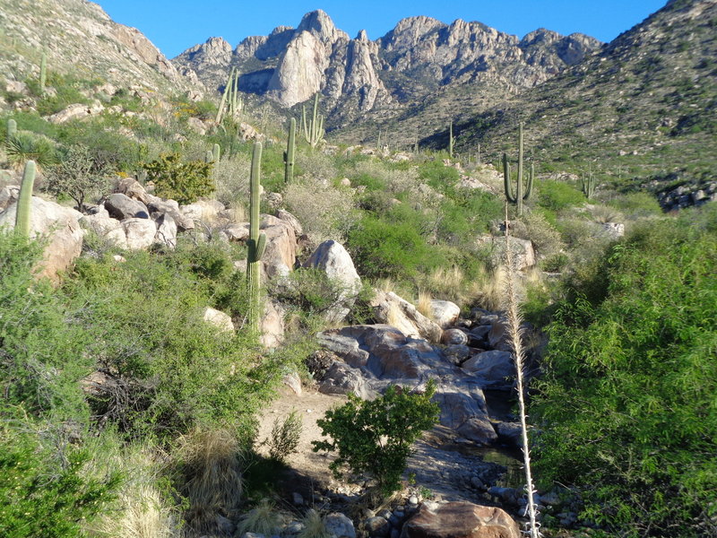 The scenery in Catalina State Park is sublime!