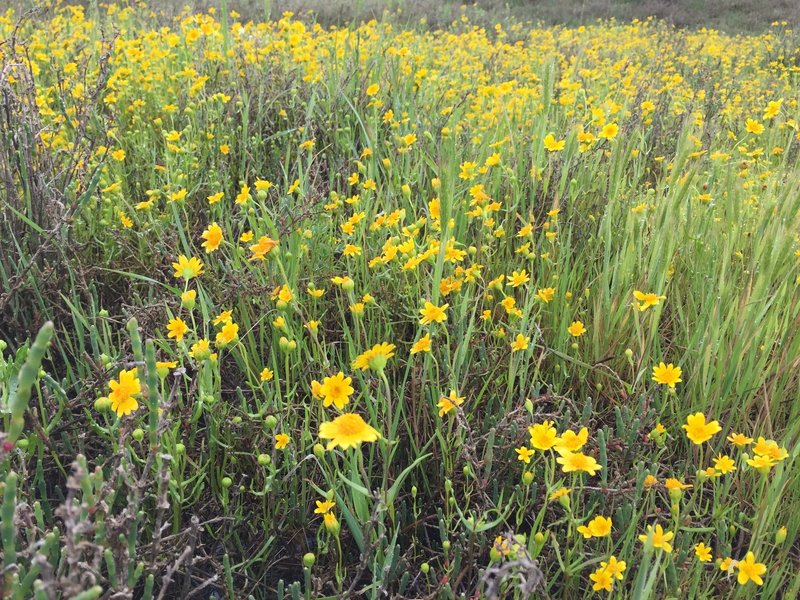 Wildflowers grow ardently along the Southampton Bay Wetlands