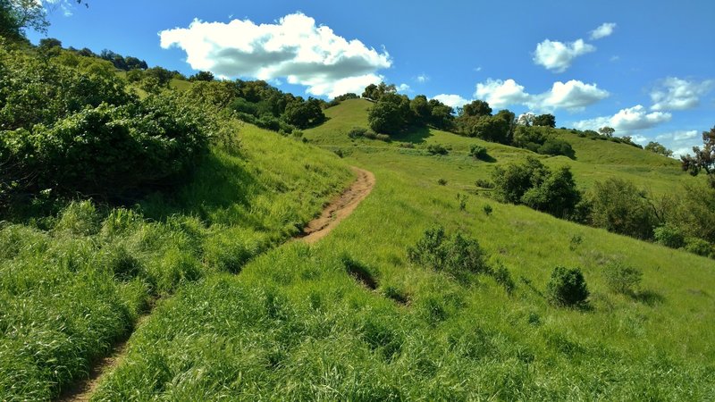 The Ohlone Trail winds along a grass hillside.