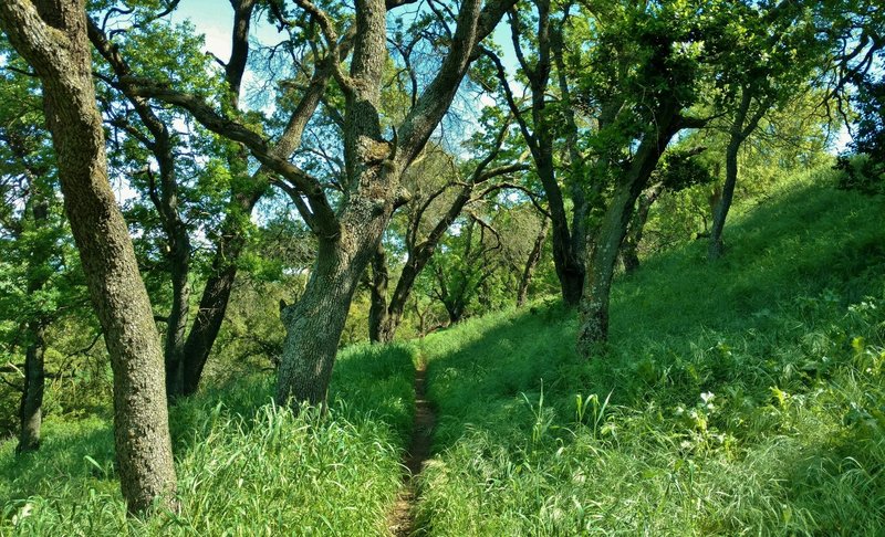 Parts of the Ohlone Trail are nice and shaded.