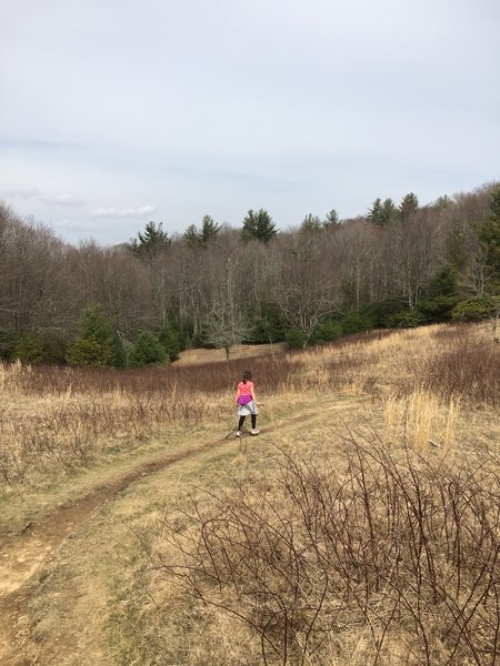 The Boone Fork Trail heads into the meadow before diving back into the forest.