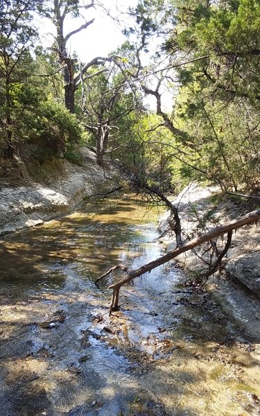 Tar Branch Creek is a wonderful trailside companion along its namesake trail.