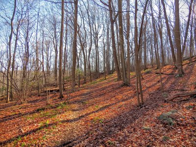 Purple offers pleasant passage through rolling, leaf-covered terrain.