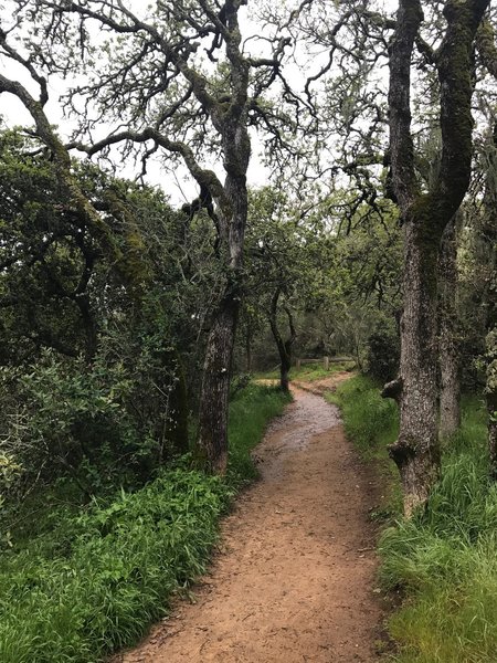 The dirt trail climbs a set of switchbacks as you ascend into the preserve.