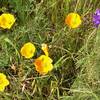 Spring wildflowers make for a trailside treat along the Hidden Springs Trail. Shown here are California poppies and an unidentified purple flower. If you know what it is, leave a comment!