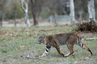 A bobcat waltzes along the Calero Creek Trail.