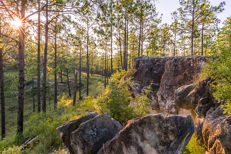 Experience a beautiful Kisatchie vista from the Longleaf Vista Interpretive Trail.