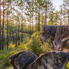 Experience a beautiful Kisatchie vista from the Longleaf Vista Interpretive Trail.