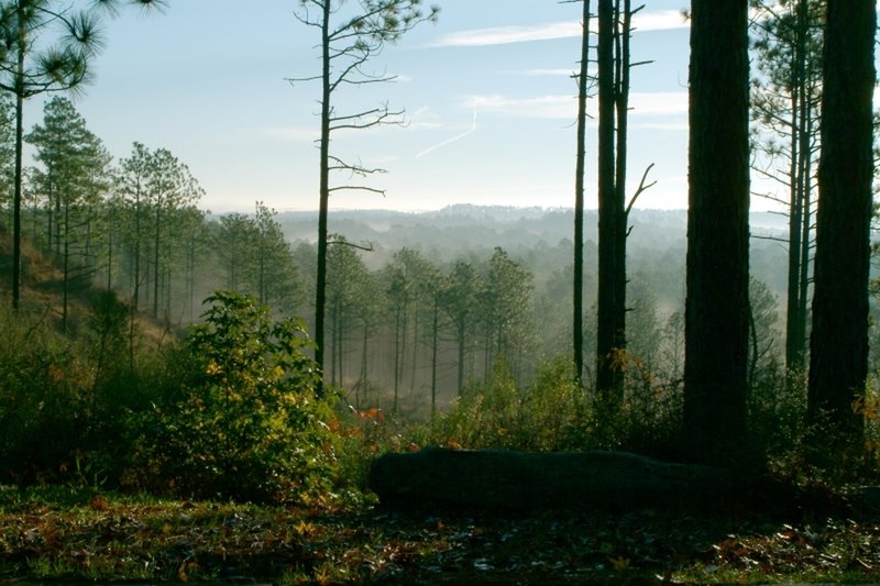 Soak up your surroundings from Longleaf Vista, Kisatchie National Forest.