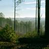 Soak up your surroundings from Longleaf Vista, Kisatchie National Forest.