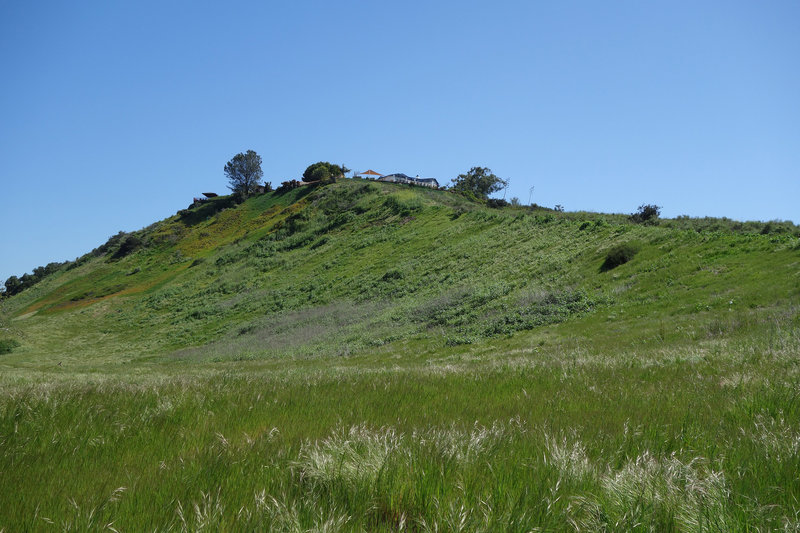 Verdant hillside in San Clemente Canyon.