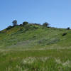 Verdant hillside in San Clemente Canyon.