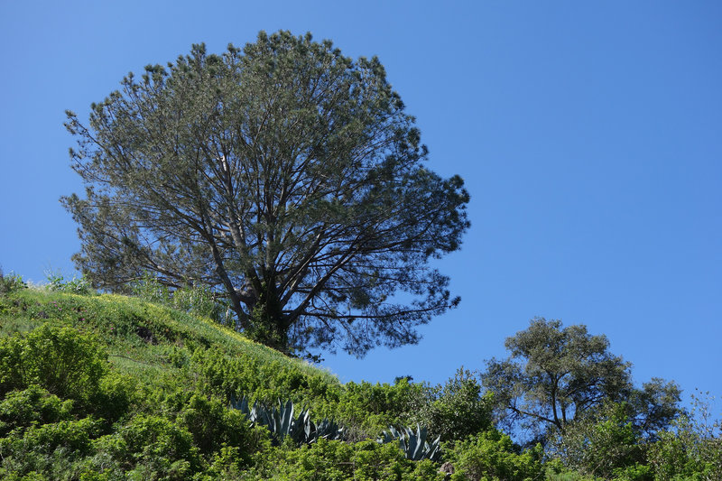 A pine tree standing over the west rim of Biltmore trail