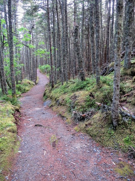 The Inland Trail at Quoddy Head State Park is beautifully built and easy to navigate.