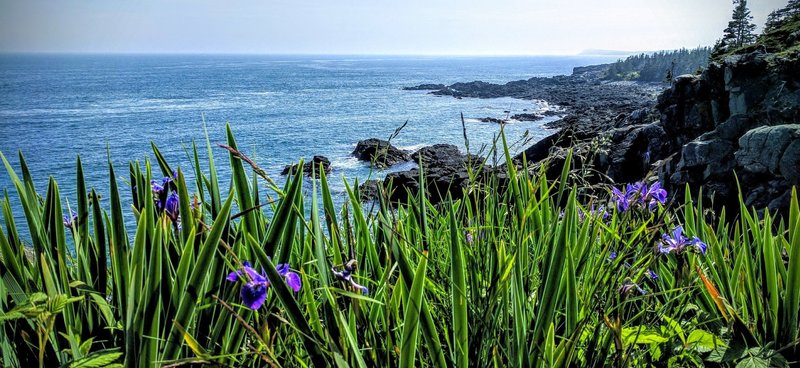 Summer Flowers adorn Coastal Maine.