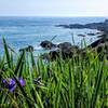 Summer Flowers adorn Coastal Maine.