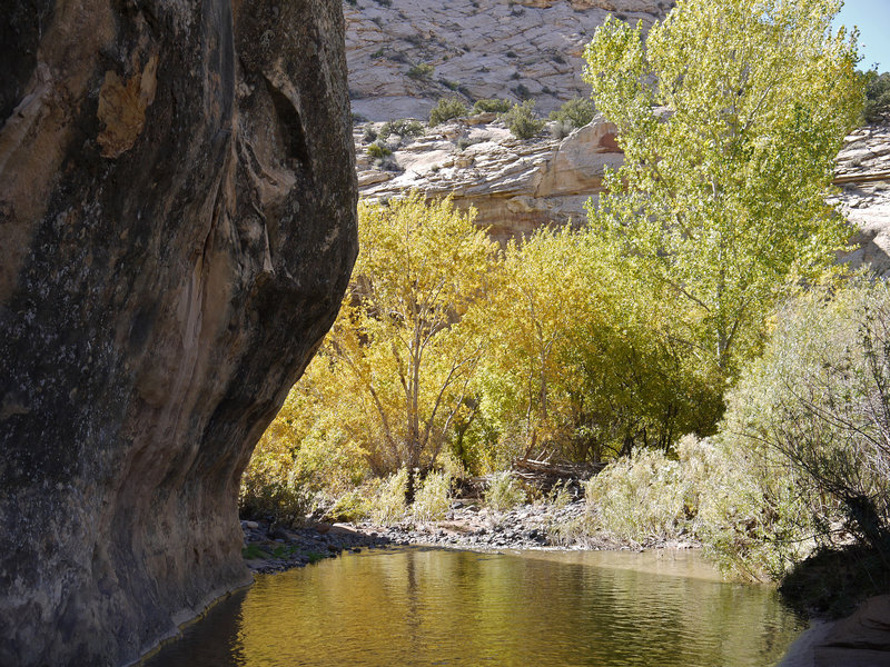 Autumn aspens soak up the sun along Boulder Creek.