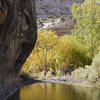 Autumn aspens soak up the sun along Boulder Creek.