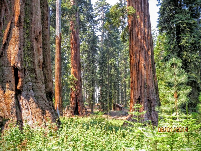 An interesting perspective with a cabin in background shows how enormous these trees really are.