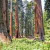 An interesting perspective with a cabin in background shows how enormous these trees really are.