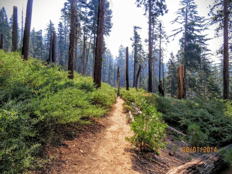 The Outer Loop Trail follows beautiful singletrack through Mariposa Grove.