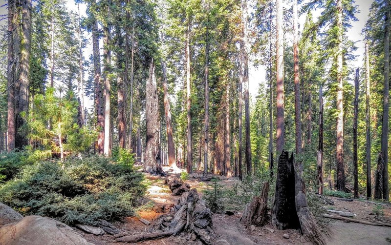 The views from the Grizzly Giant Trail are just gorgeous. You'll feel completely immersed as you travel through this age-old forest.