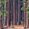 The trees off the Lower Yosemite Fall Trail are vast in size.