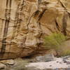 This beautiful sandstone alcove is worth checking out in Lower Death Hollow.