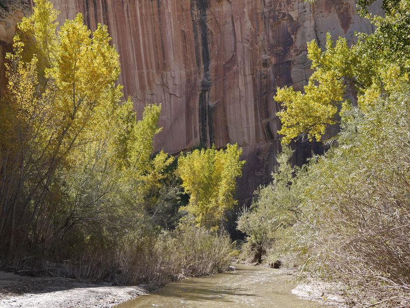 Autumn brings bold color to the Escalante River.