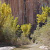 Autumn brings bold color to the Escalante River.